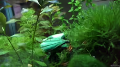 Becken 8874 von Dennis Schuster