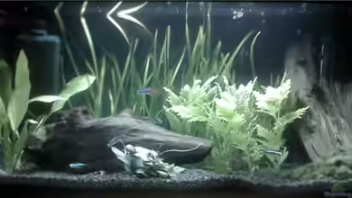 Becken 8978 von Marcel Pikzack