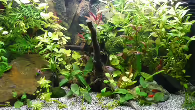 Becken 9042 von Nelly Lüscher