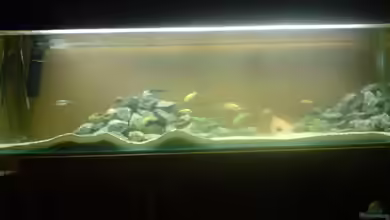 Becken 9052 von Ron Tscherner