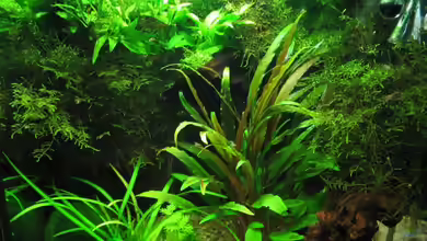 Becken 9065 von Ralle