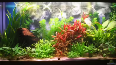 Becken 9067 von MikBa