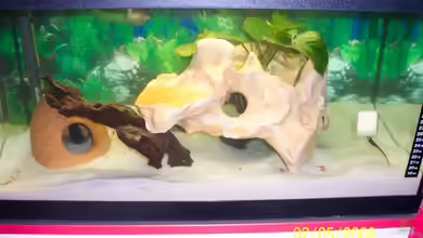 Becken 9072 von Janina Timm