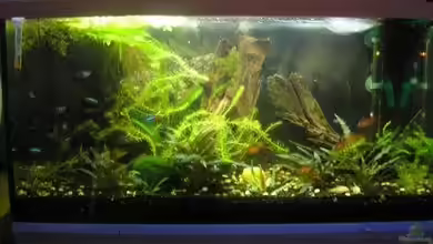 Becken 9074 von Leon Gauss