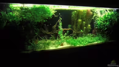 Becken 9098 von Marmax