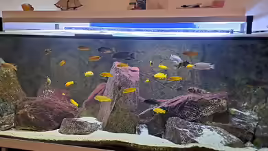 Becken 91 von Simon Delgardo