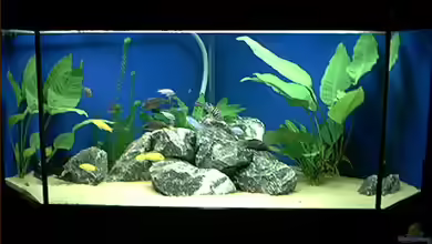 Becken 912 von Kevin Büttner