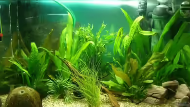 Becken 9162 von KaSa