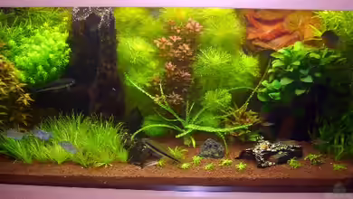 Becken 9172 von Alexander Albrecht