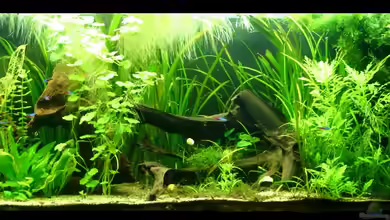 Becken 9193 von tomato