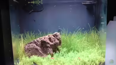 Becken 9215 von Mario Coordes