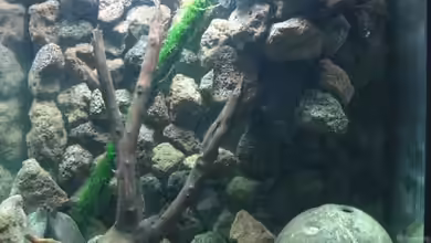 Becken 9222 von Oliver Knönagel