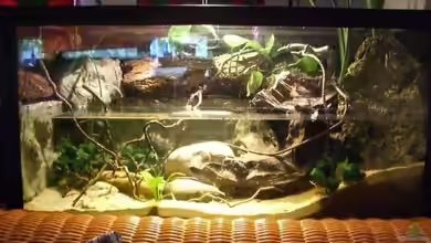 Becken 9246 von Johannes