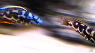 Becken 9248 von Raoul