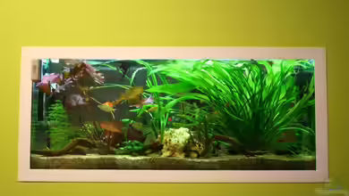 Becken 9283 von hirschjäger