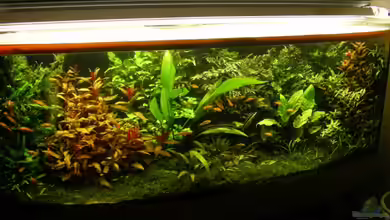 Becken 9284 von Stinnes