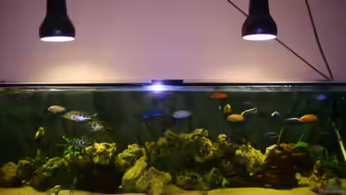 Becken 9296 von Hollywood