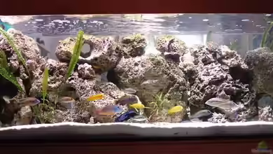 Becken 93 von Frank Maitschke