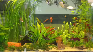 Becken 9311 von Alsu