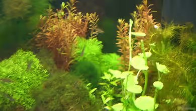 Becken 9331 von Michael J.