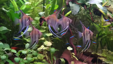 Becken 9342 Nur noch als Beispiel von xmarkusx