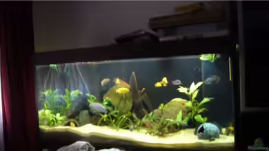 Becken 9354 von robbi850