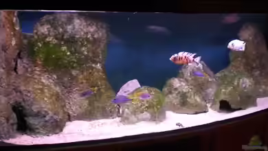 Becken 9369 von Aqua-Dirk