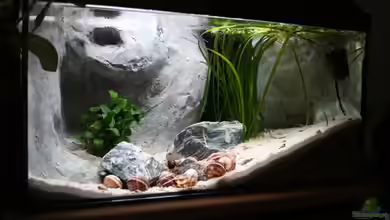 Becken 9390 von Marco Vasev