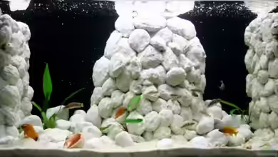 Becken 9391 von Markus Tratschitt