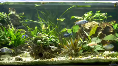 Becken 941 von Gerhard Schrenk