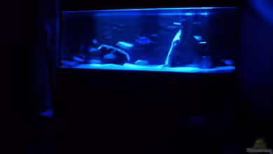 Becken 9422 von Malawi und Diskus Fan