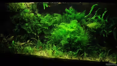 Becken 9440 von basetim