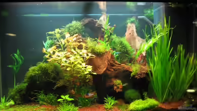 Becken 9458 von Ralle