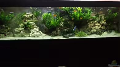 Becken 9459 von malawi-fish