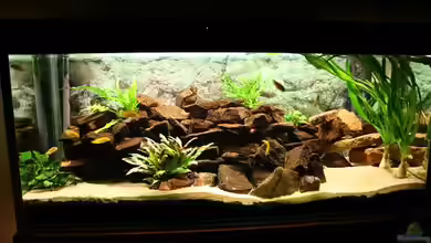 Becken 9464 von babs79