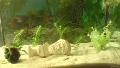 Becken 9470 von Amir