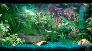 Becken 9476 von @corydoras