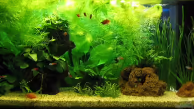 Becken 9550 von aquatommy