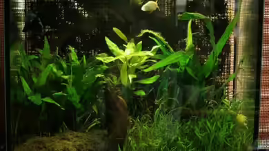 Becken 9574 von Plattenjaeger