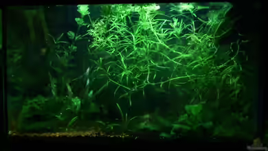 Becken 9577 von Plattenjaeger