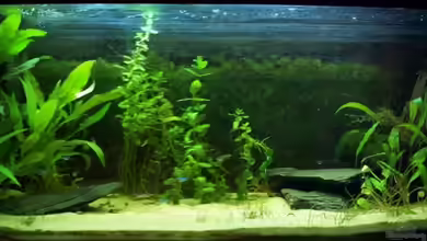 Becken 9595 von Alexander Pohl