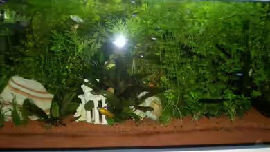 Becken 9633 von Meli