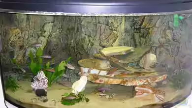 Becken 964 von Saskia Geers