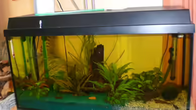 Becken 9648 von elli