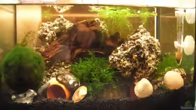 Becken 965 von Saskia Geers