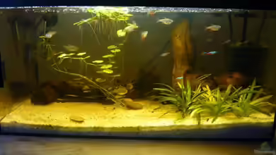 Becken 9670 von BeniBB