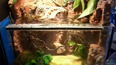 Becken 9677 von Johannes