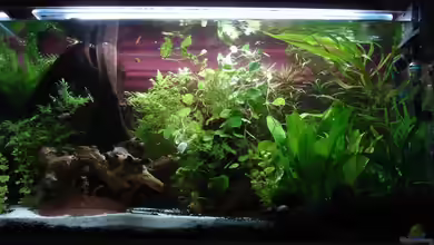 Becken 9690 von iptila