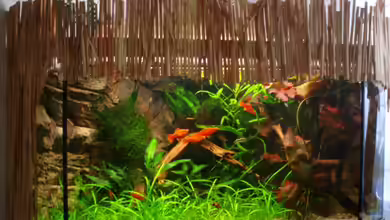 Becken 9721 von Peggy Findeisen