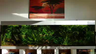 Becken 9749 (nur noch als Beispiel) von Blackwater